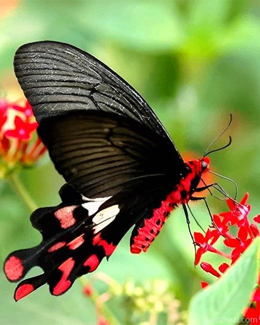 Black Magnificent Butterfly Painting By Numbers Kits