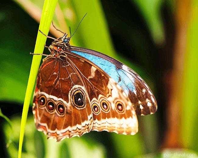 Lepidoptera Butterfly Painting By Numbers Kits