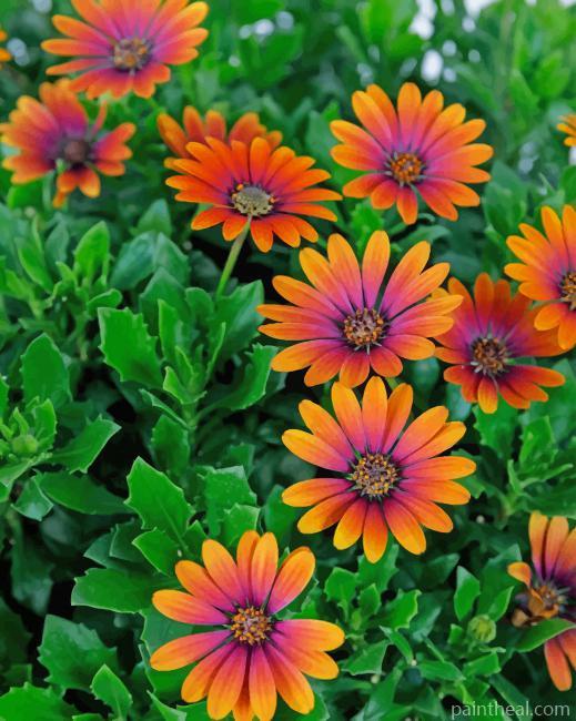 African Daisy Purple Sun Painting By Numbers Kits