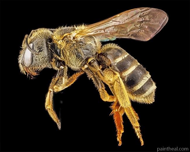 Brown Bee Macro -5D Diamond Paintings Painting By Numbers Kits