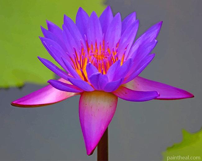 Beautiful Lotus Purple Painting By Numbers Kits