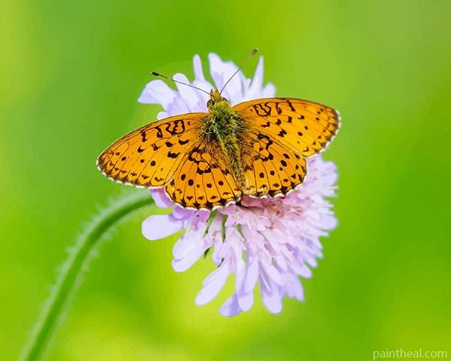 Copper Butterfly Painting By Numbers Kits