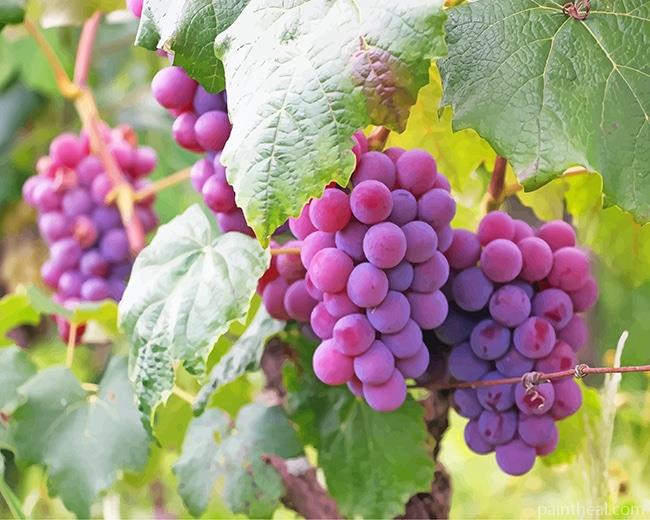 Purple Grape Painting By Numbers Kits