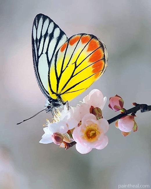 Soft Yellow Butterfly Painting By Numbers Kits