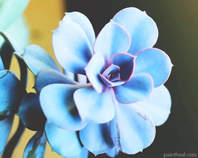 Blue Succulent Painting By Numbers Kits