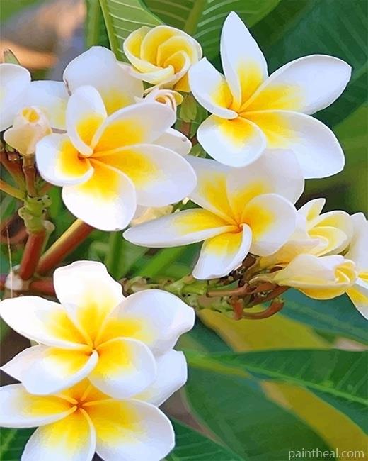 Frangipani Plants Painting By Numbers Kits