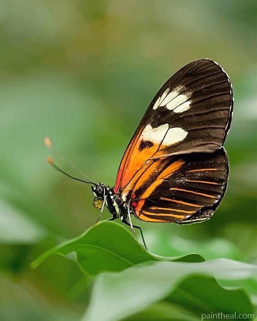 Heliconius Butterfly Painting By Numbers Kits