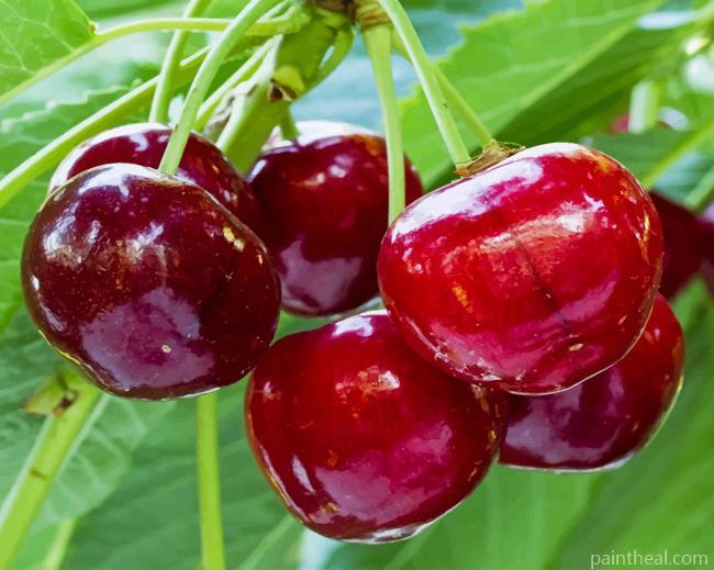 Organic Cherries Painting By Numbers Kits