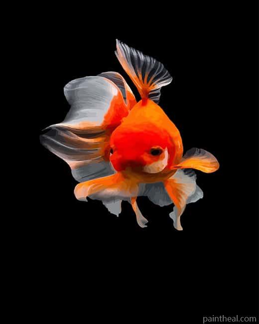 Common Goldfish Painting By Numbers Kits