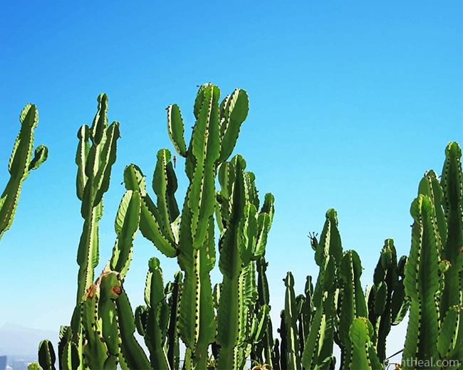 Triangle Cactus Painting By Numbers Kits