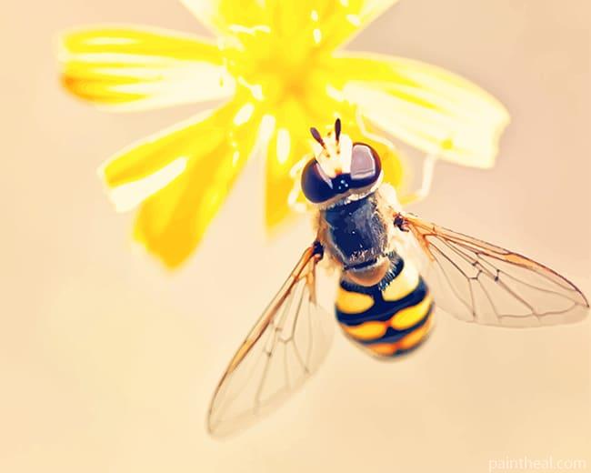 Wasp On Flower Painting By Numbers Kits