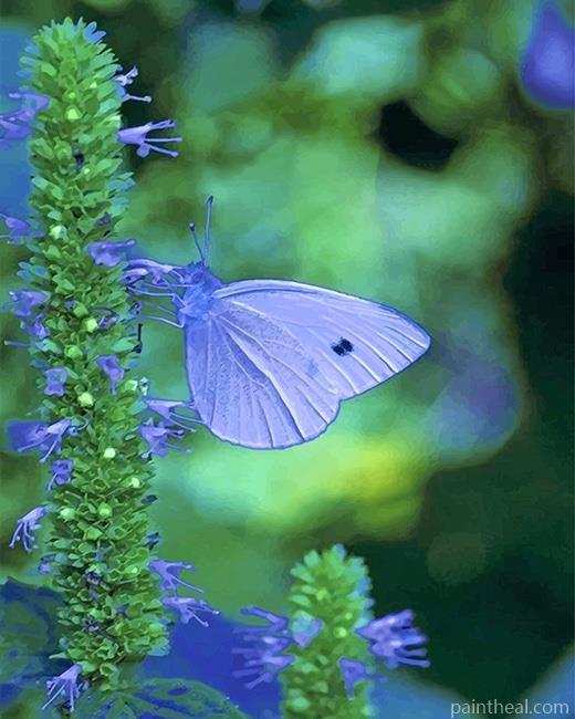 Blue Cabbage Butterfly Painting By Numbers Kits