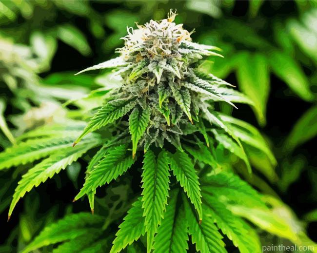 Marijuana Painting By Numbers Kits