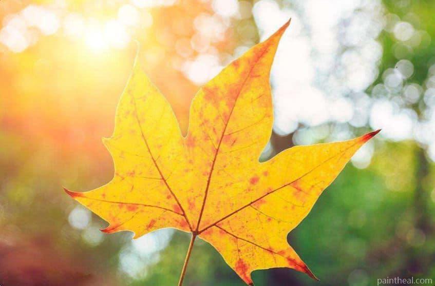 Yellow Leaf Painting By Numbers Kits