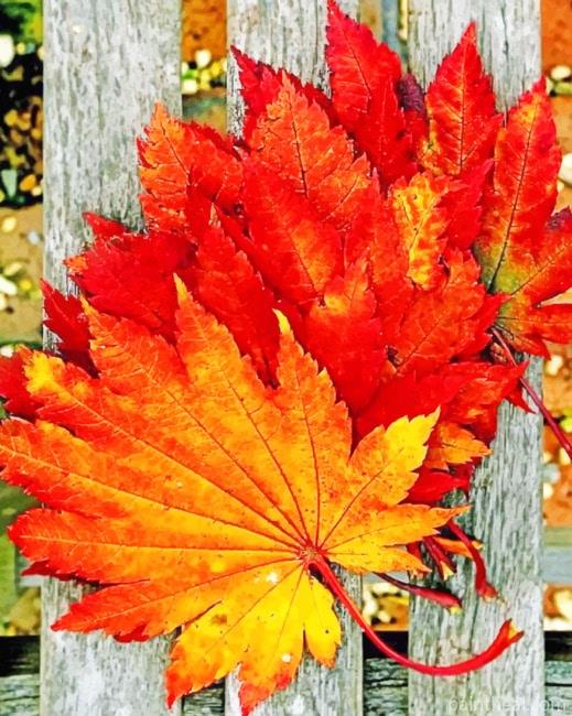 Red Leaves On Wooden Table Painting By Numbers Kits