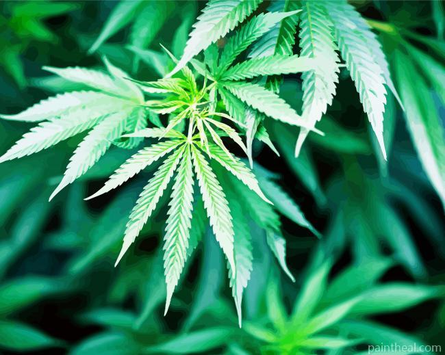 Close Up Marijuana Plant Painting By Numbers Kits