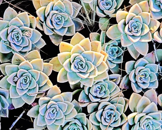 Aesthetic Succulents Plants Painting By Numbers Kits
