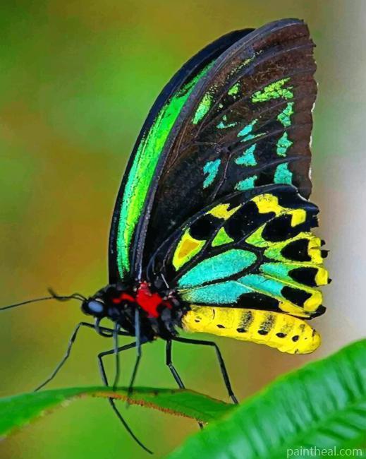 Ornithoptera Goliath Butterfly Painting By Numbers Kits