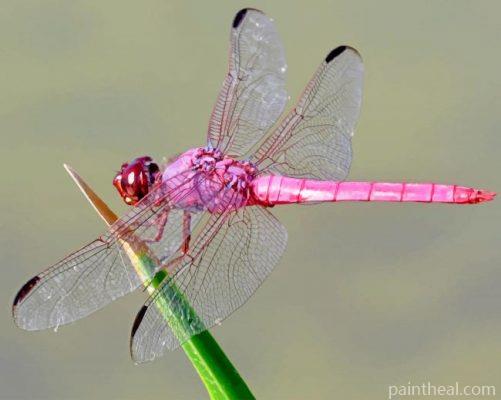 Pink Dragonfly Painting By Numbers Kits