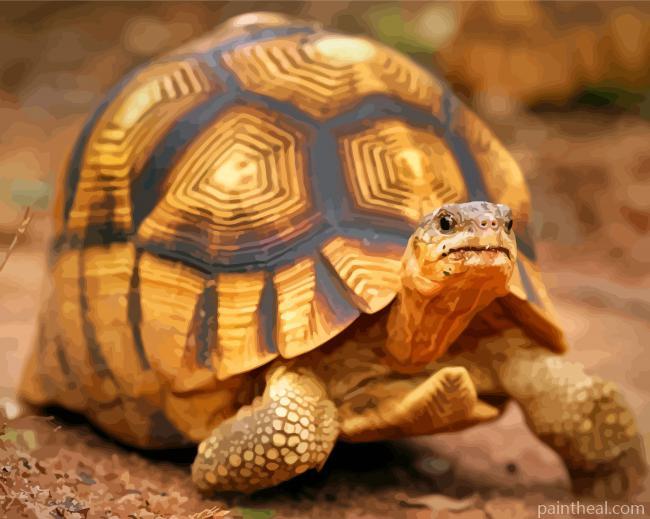 Ploughshare Tortoise Painting By Numbers Kits