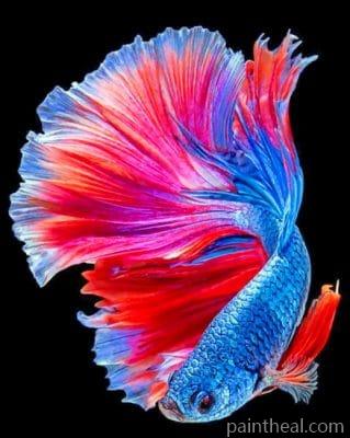 Tropical Betta Fish Painting By Numbers Kits