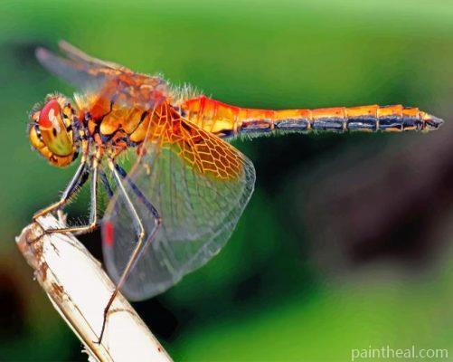 Orange Dragonfly Painting By Numbers Kits