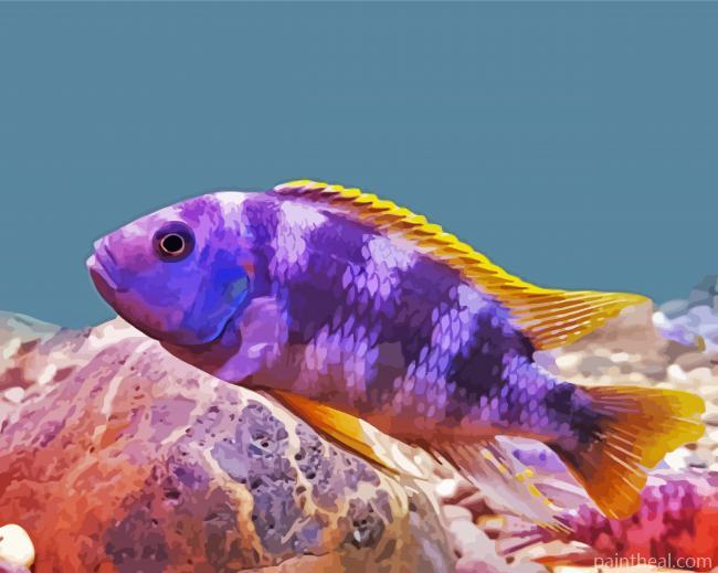 Purple and Yellow Cichlid Painting By Numbers Kits