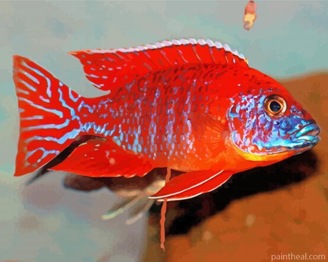 Red Cichlid Painting By Numbers Kits