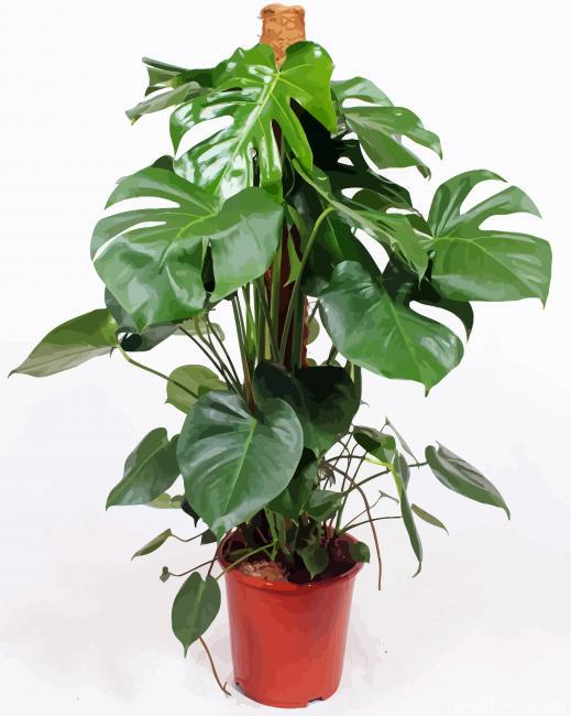 Monstera Plant Painting By Numbers Kits