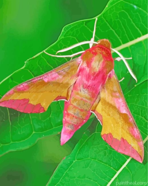 Pink Moth Painting By Numbers Kits
