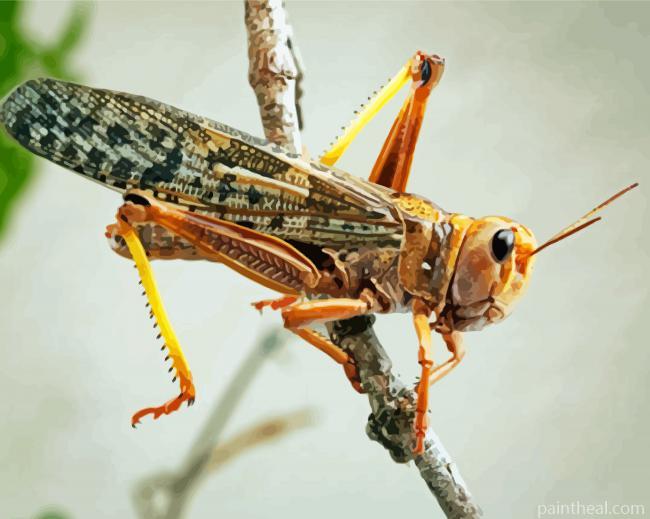 Locust Painting By Numbers Kits