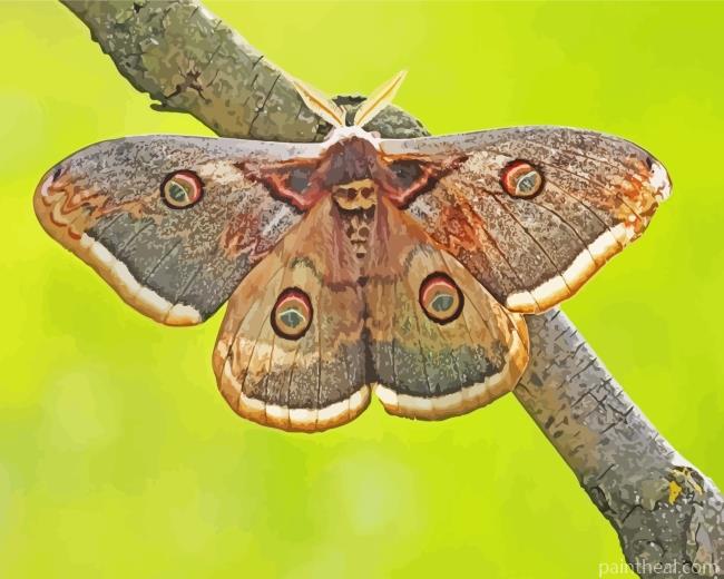 Moth Insect Painting By Numbers Kits