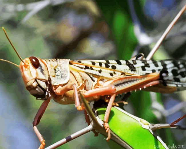 Close Up Locust Painting By Numbers Kits