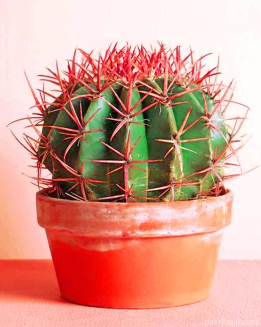Cactus House Plant Painting By Numbers Kits