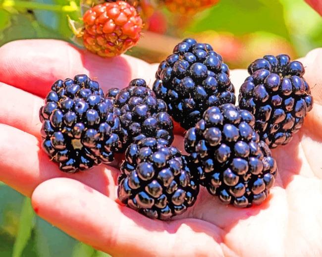 Blackberry Fruit Painting By Numbers Kits