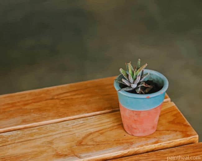 Succulent Plant In Pot Painting By Numbers Kits