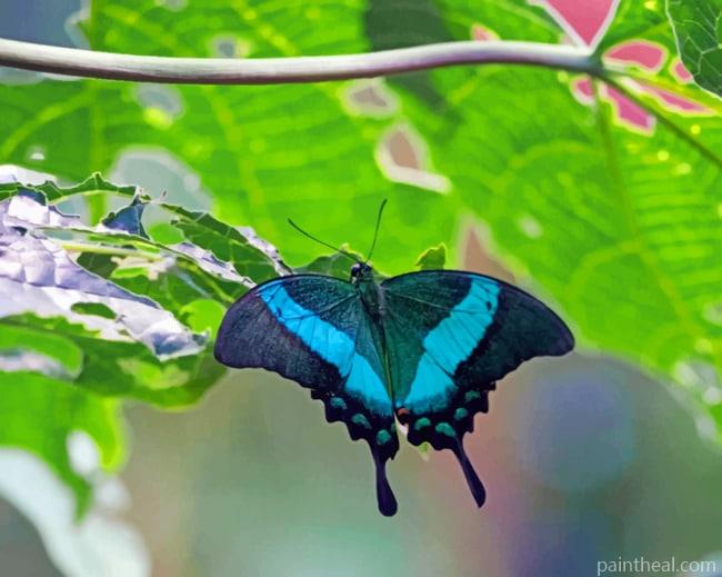 Black And Blue Butterfly Painting By Numbers Kits
