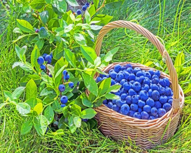 Blueberry Denise On Basket Painting By Numbers Kits