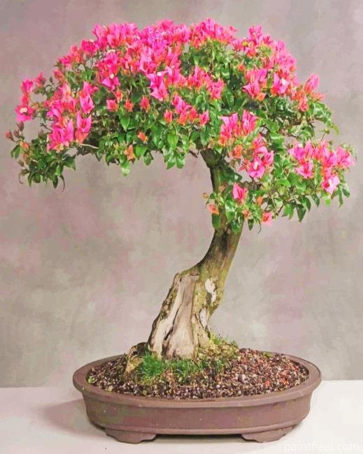 Cherry Blossom Bonsai Tree Painting By Numbers Kits