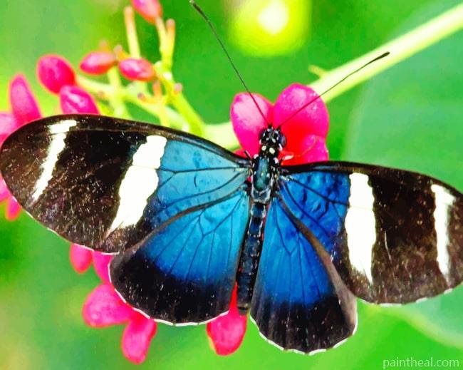 Heliconius Cydno Butterfly Painting By Numbers Kits