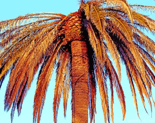 Palm Tree Under Blue Sky Painting By Numbers Kits