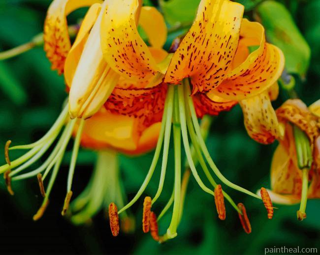 Tiger Lily Plant Painting By Numbers Kits