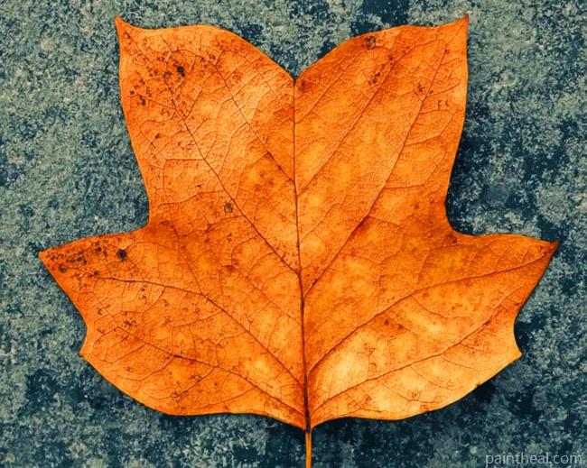 Dry Brown Autumn Leaf Painting By Numbers Kits