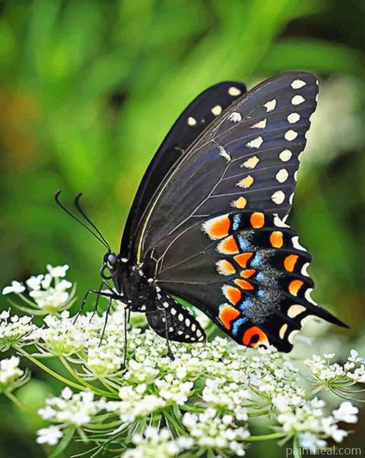 Black Swallowtail Butterfly Painting By Numbers Kits