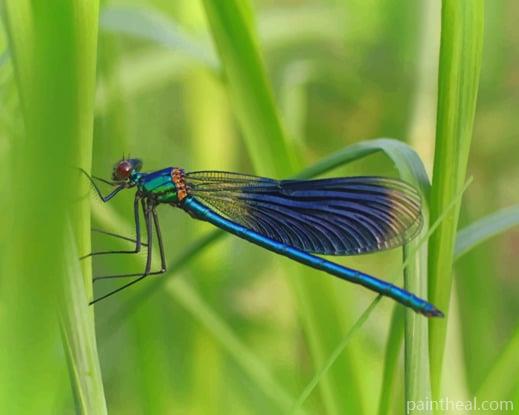 Damselflies Insect Painting By Numbers Kits