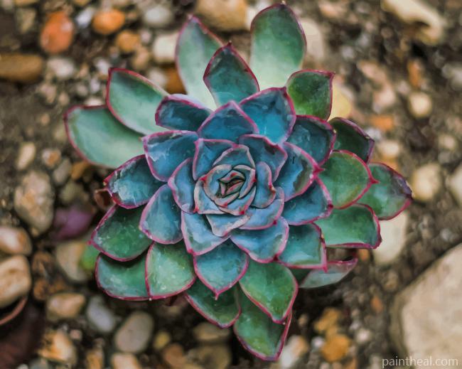 Echeveria Lilacina Plant Painting By Numbers Kits