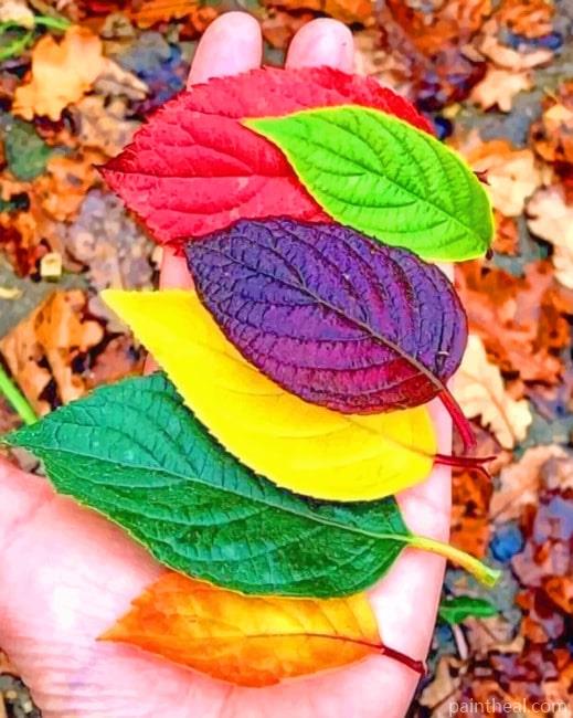 Colored Leaves Painting By Numbers Kits
