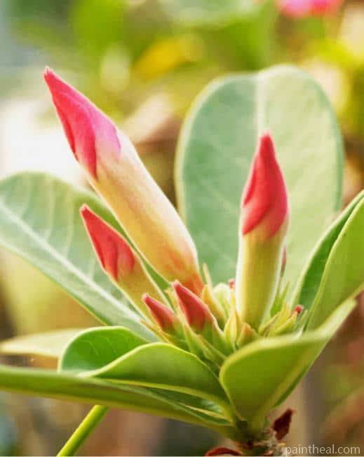 Magnolia Plant Painting By Numbers Kits