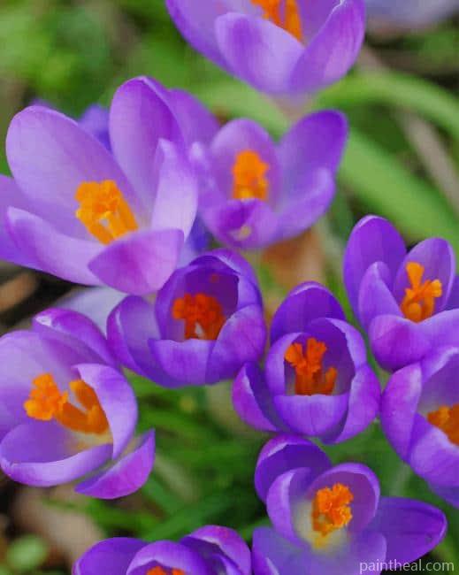 Crocus Vernus Plants Painting By Numbers Kits