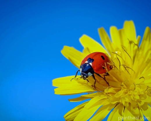 Ladybug On Yellow Flower Painting By Numbers Kits